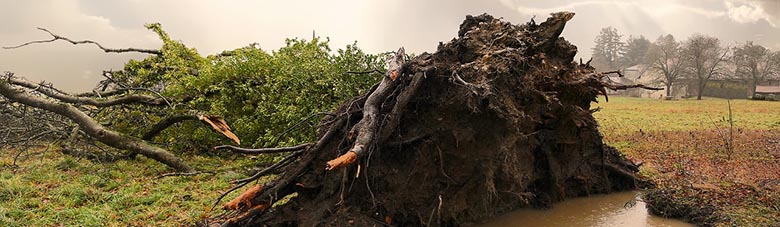 Baum Wurzeln